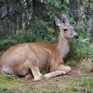 Jasper NP - Maligne Lake - Mule deer